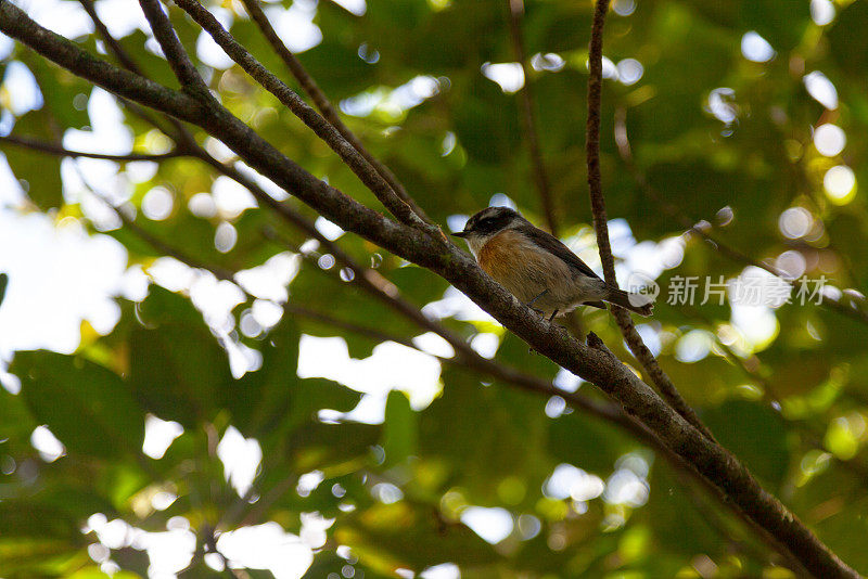 男性团聚石(Saxicola tectes)